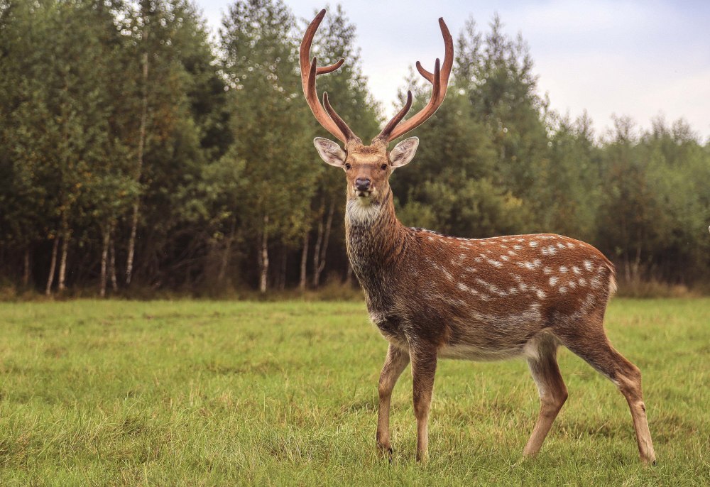 Пятнистый олень (Cervus Nippon)