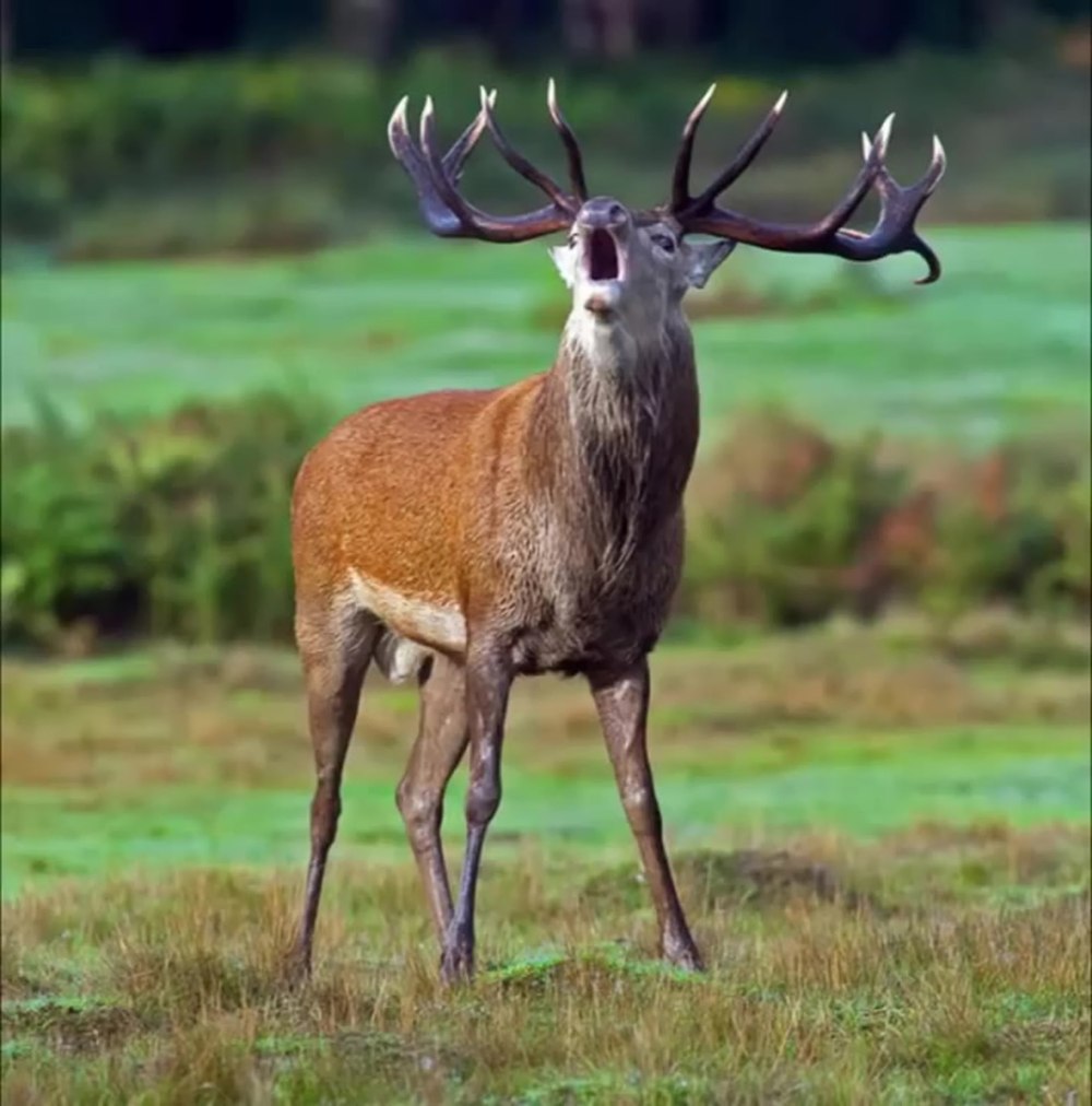 Оленей Cervus Campestris