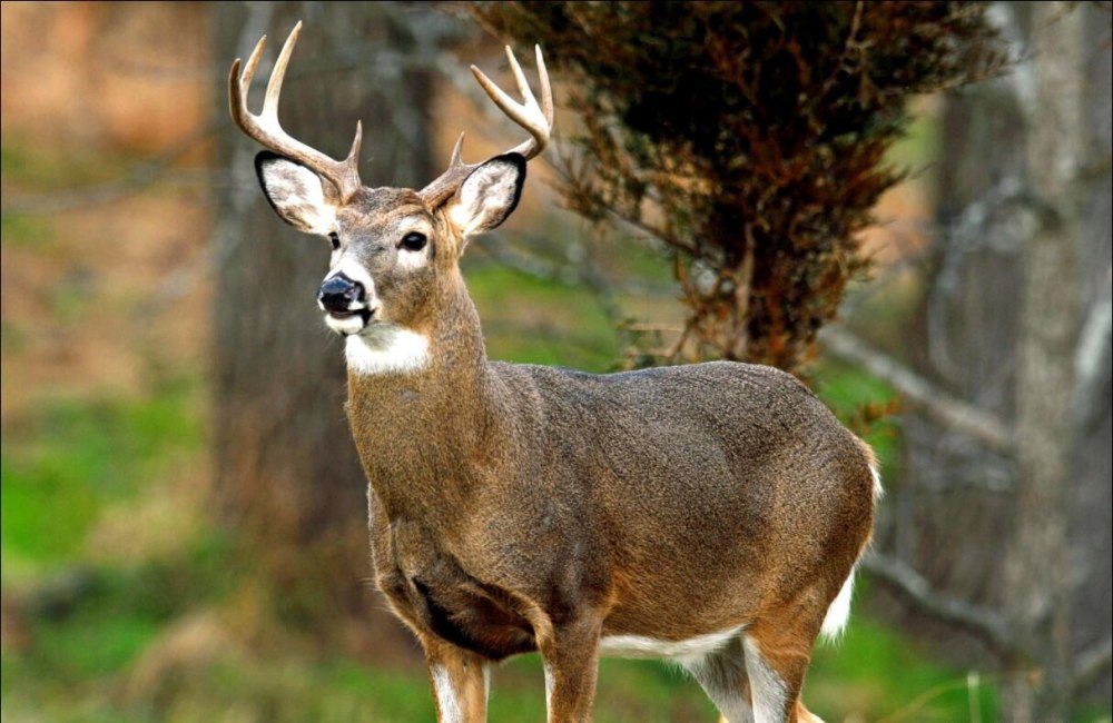 Белохвостый олень (Odocoileus virginianus)
