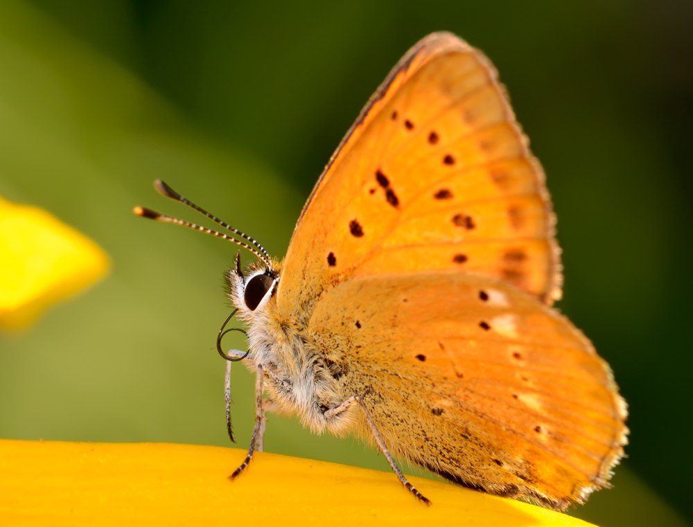 Lycaena virgaureae