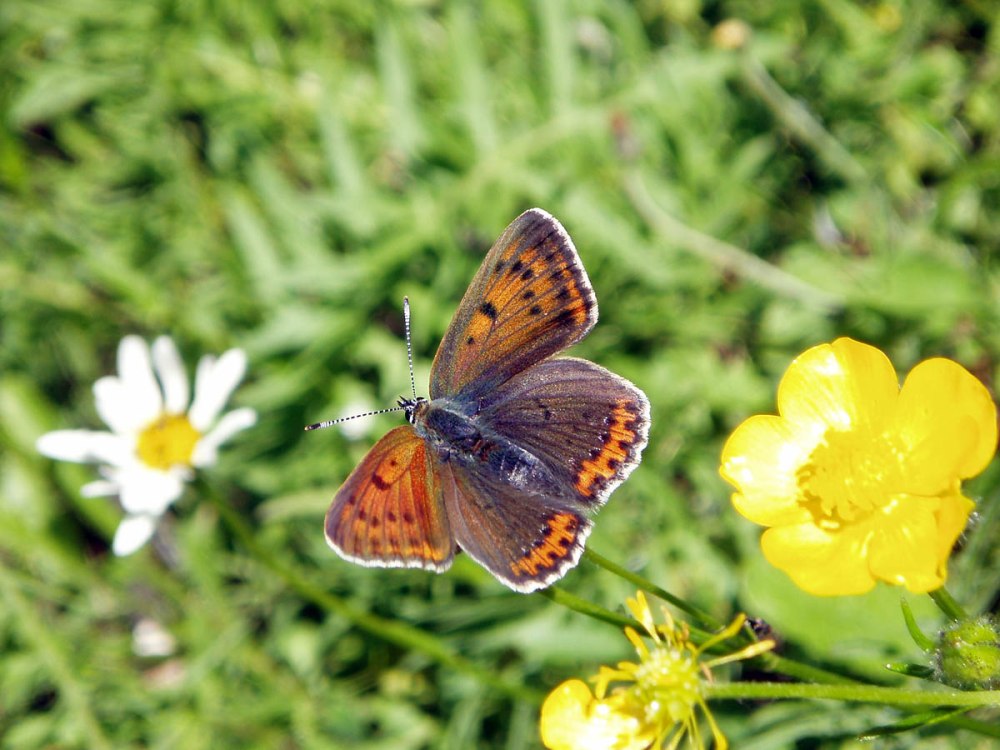 Червонец какой-Lycaena hippothoe?