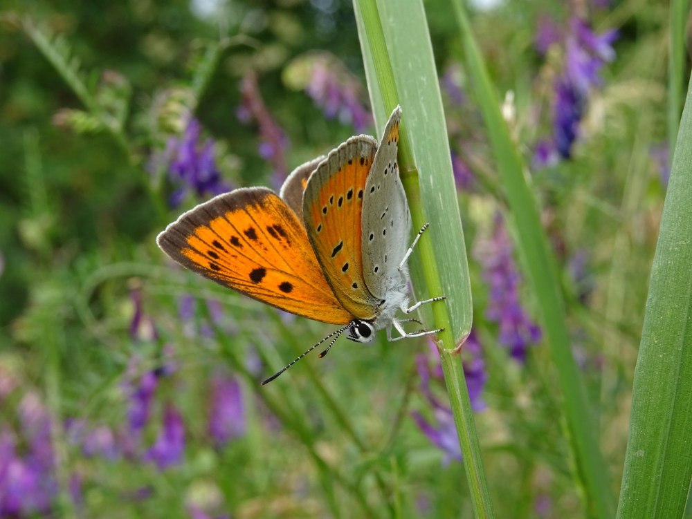 Lycaena astarche