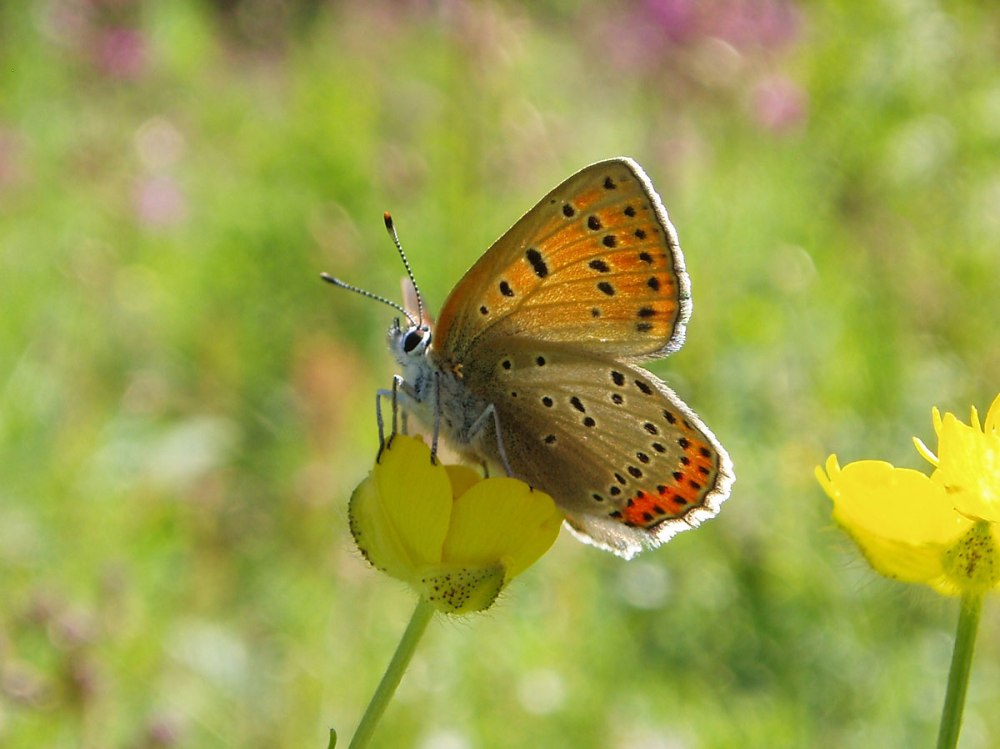Lycaena hippothoe