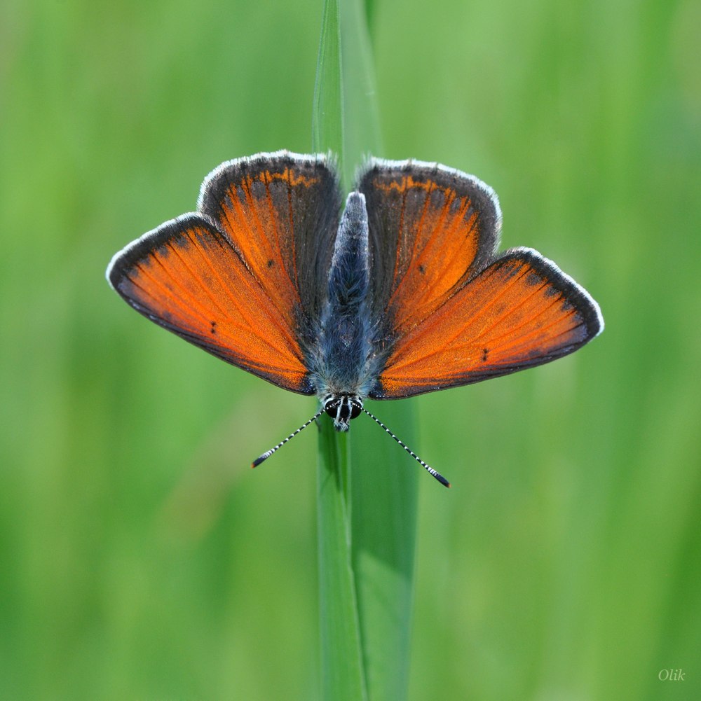 Lycaena hippothoe