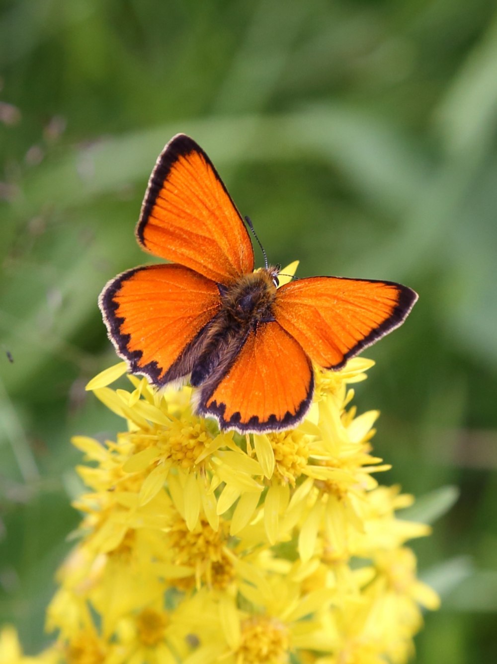 Lycaena virgaureae внешний вид