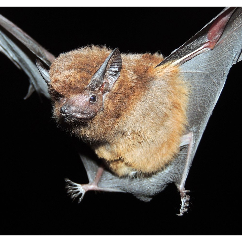 Peropteryx Trinitatis