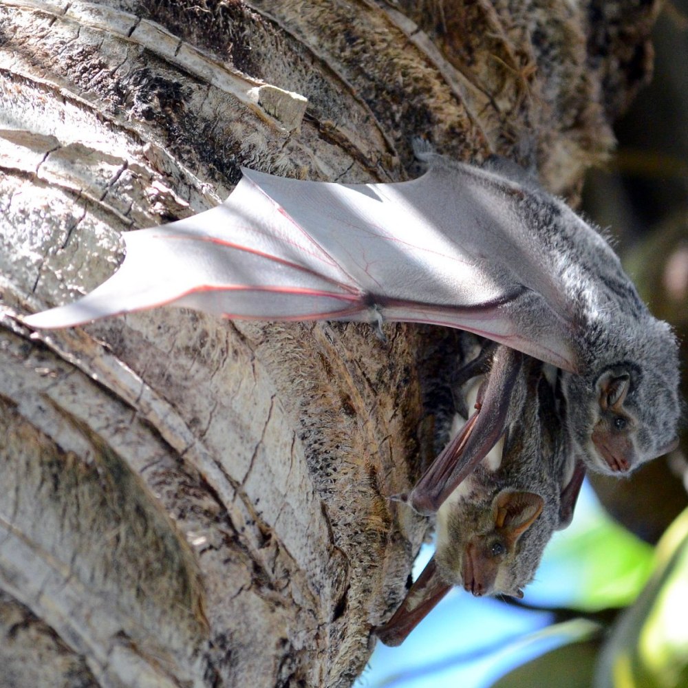 Taphozous mauritianus