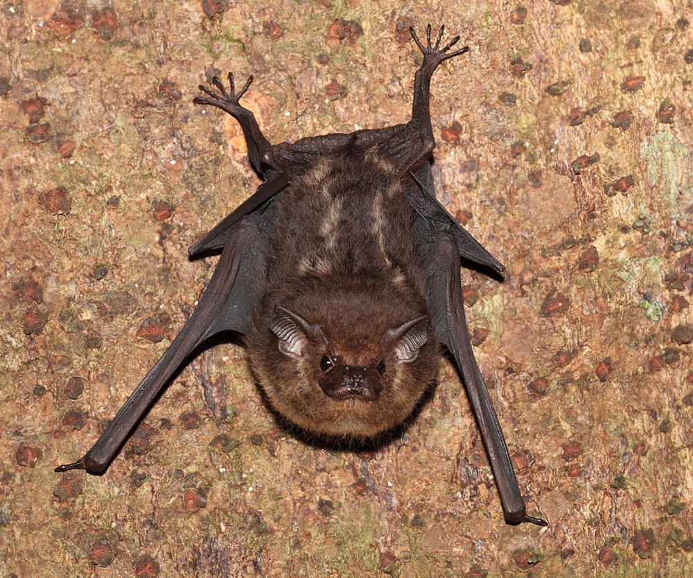 Saccopteryx bilineata