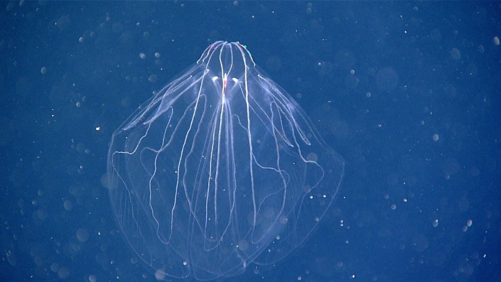 Bathocyroe fosteri
