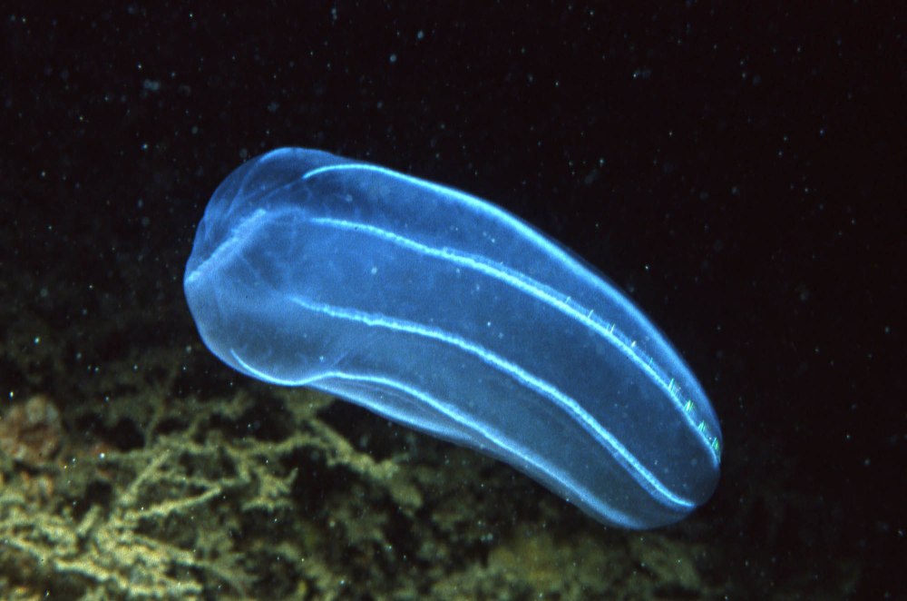 Гребневика Берое (Beroe ovata)