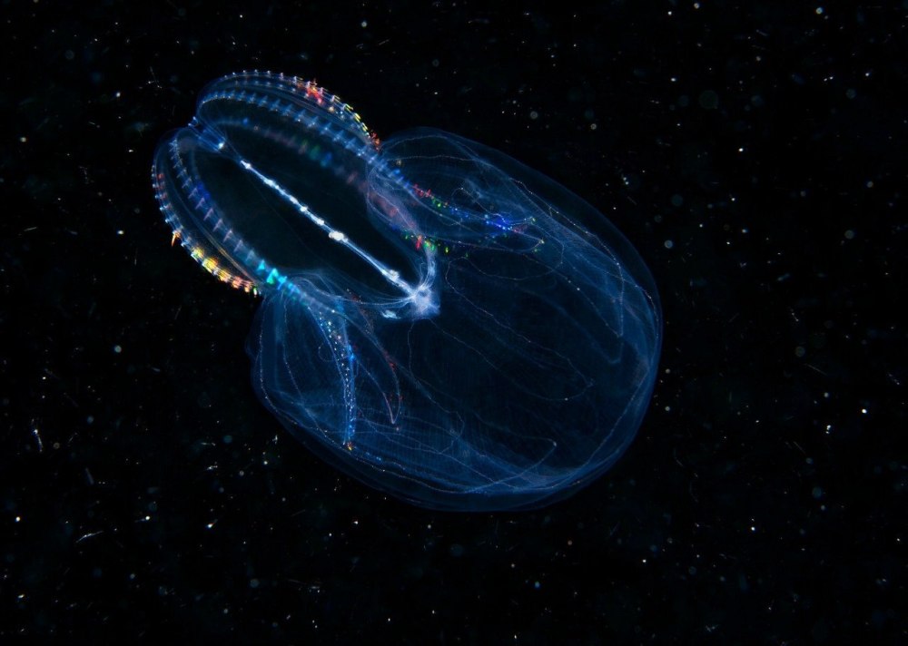 Bolinopsis infundibulum