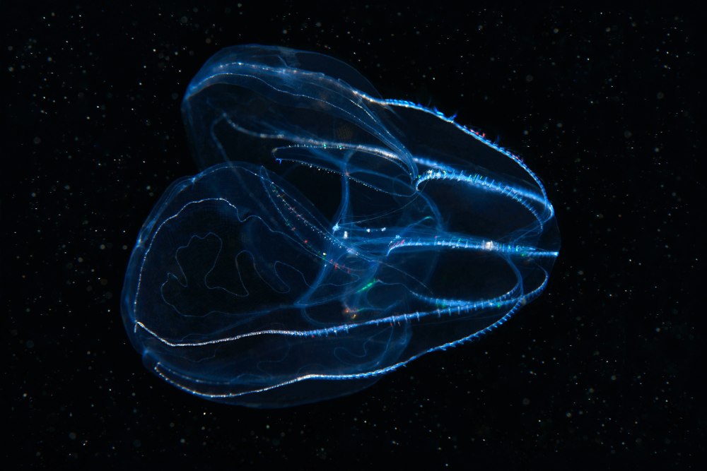 Bolinopsis infundibulim)