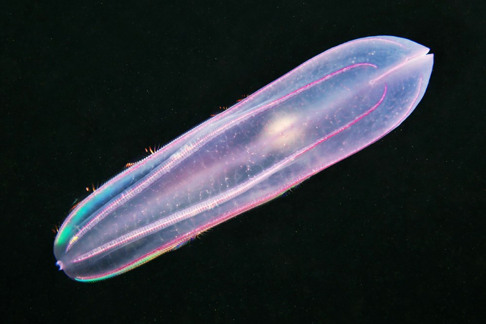 Beroe Cucumis