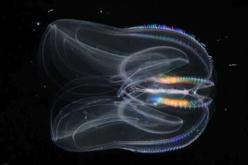 Гребневик мнемиопсис Mnemiopsis leidyi