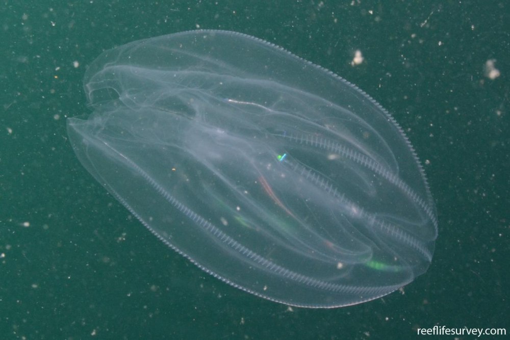 Мнемиопсис (Mnemiopsis)