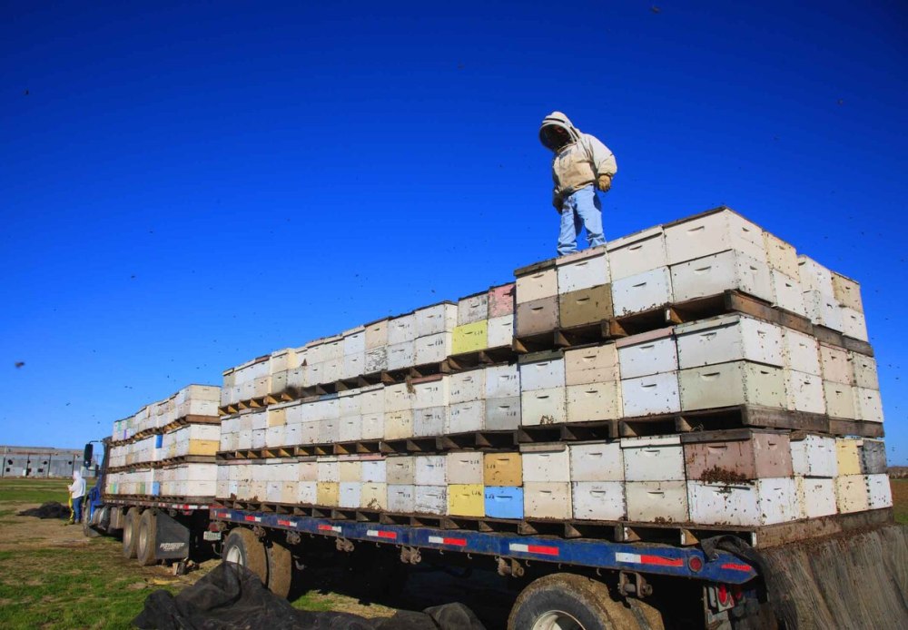 Кочевая Промышленная пасека