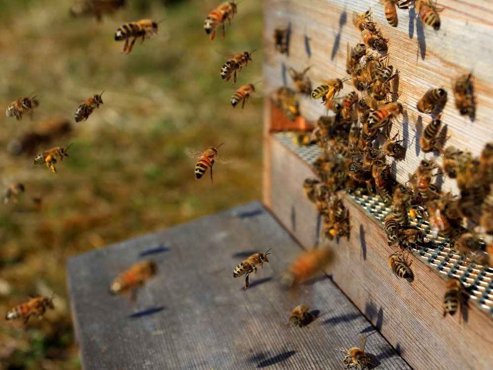 Рой трутней