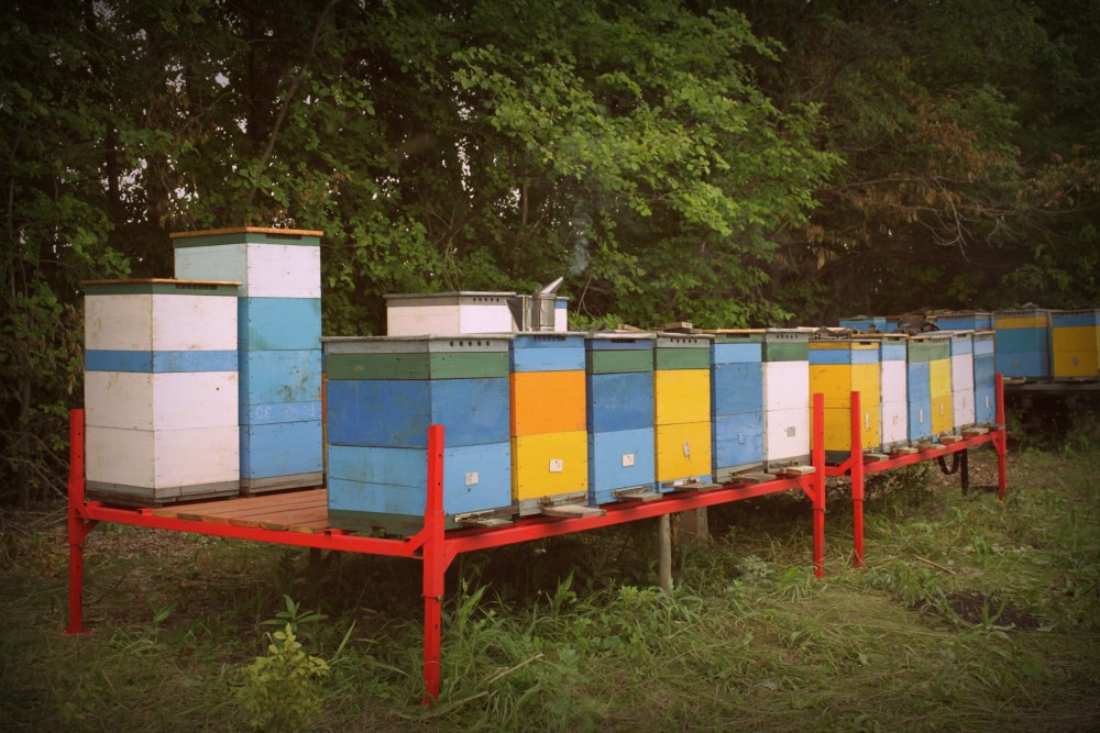 Стационарная пасека