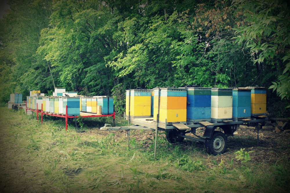 Ульи на прицепе