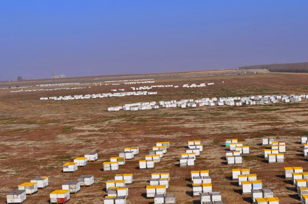 Большая кочевка