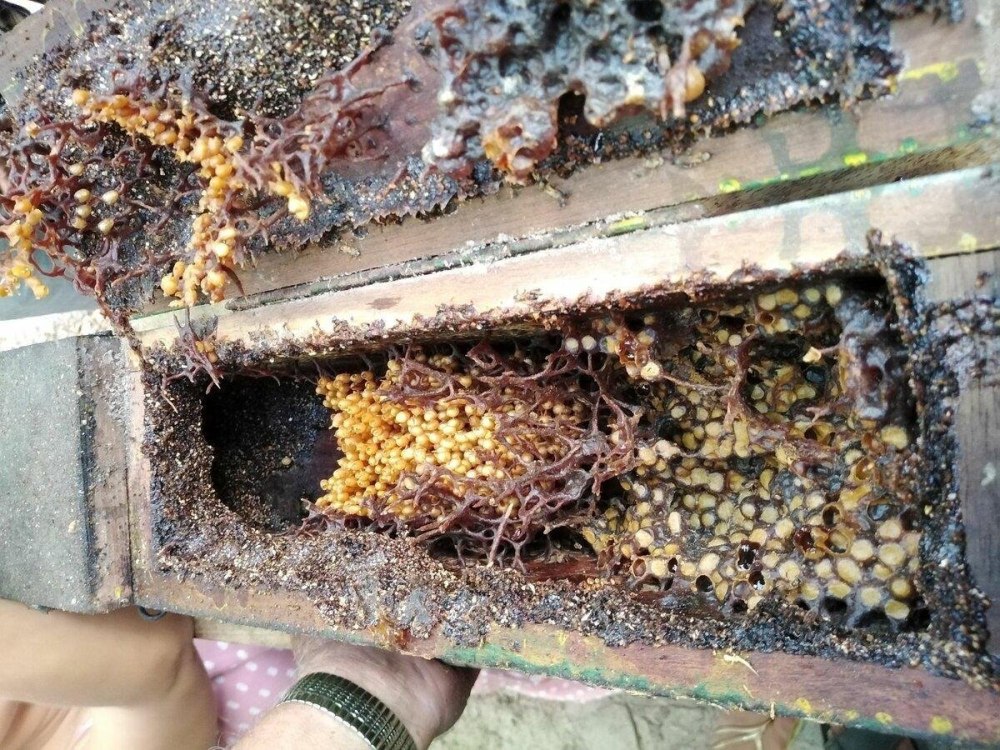 Пчела Тригон улей