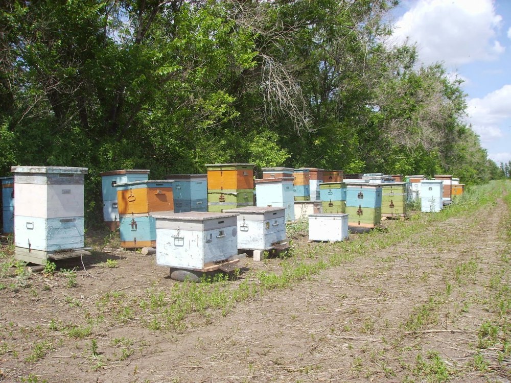 Кочевая пасека авч