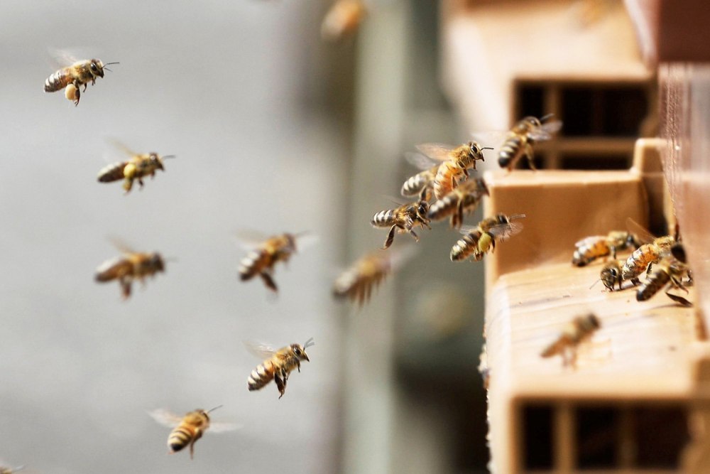 Стая пчел