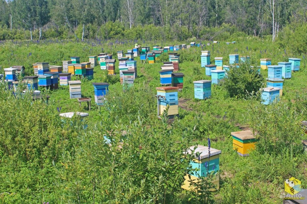 Пасеки в Удмуртии
