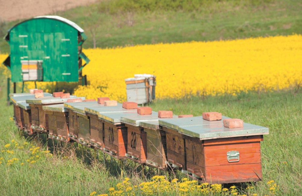 Кочевая пасека Бирюкова а.п