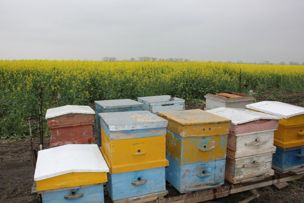 Пчеловодство в Ставропольском крае