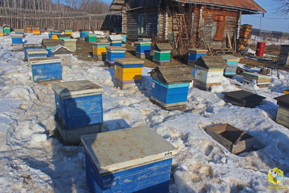 Какого числа весной марта выставляют пчел