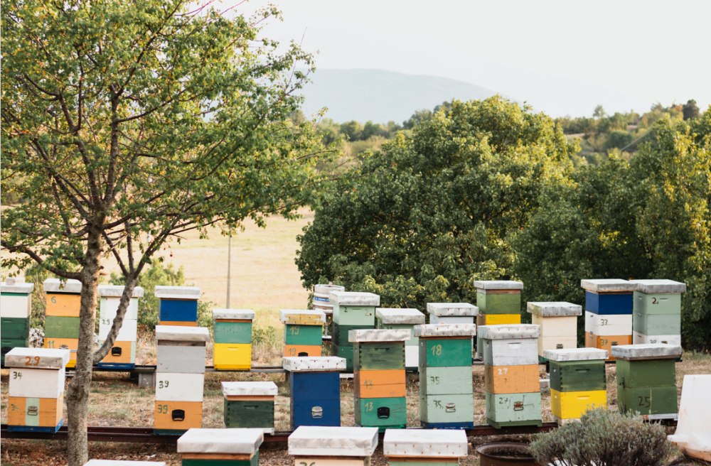 Планировка пасеки