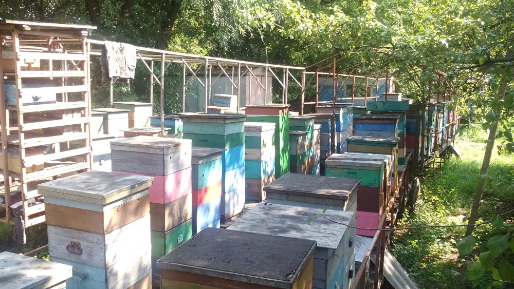 Пчеловодное станция