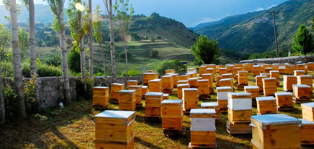 Горная пасека Адыгея
