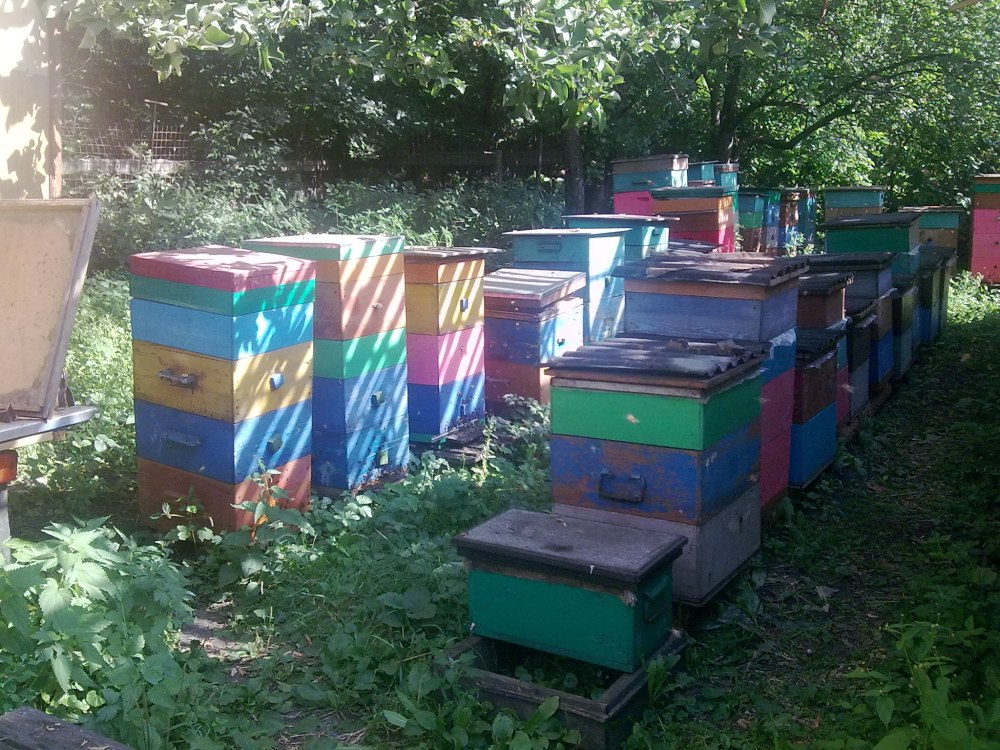 Пасека картинки