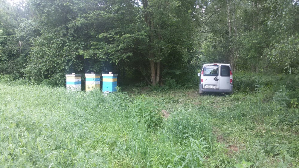 Кочевка пчел