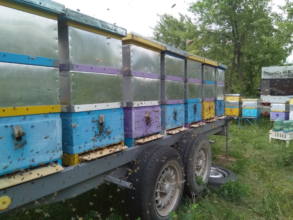Пчеловодство кочевая пасека