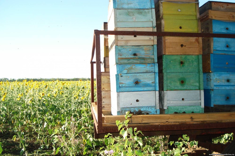 Кочевая пасека авч