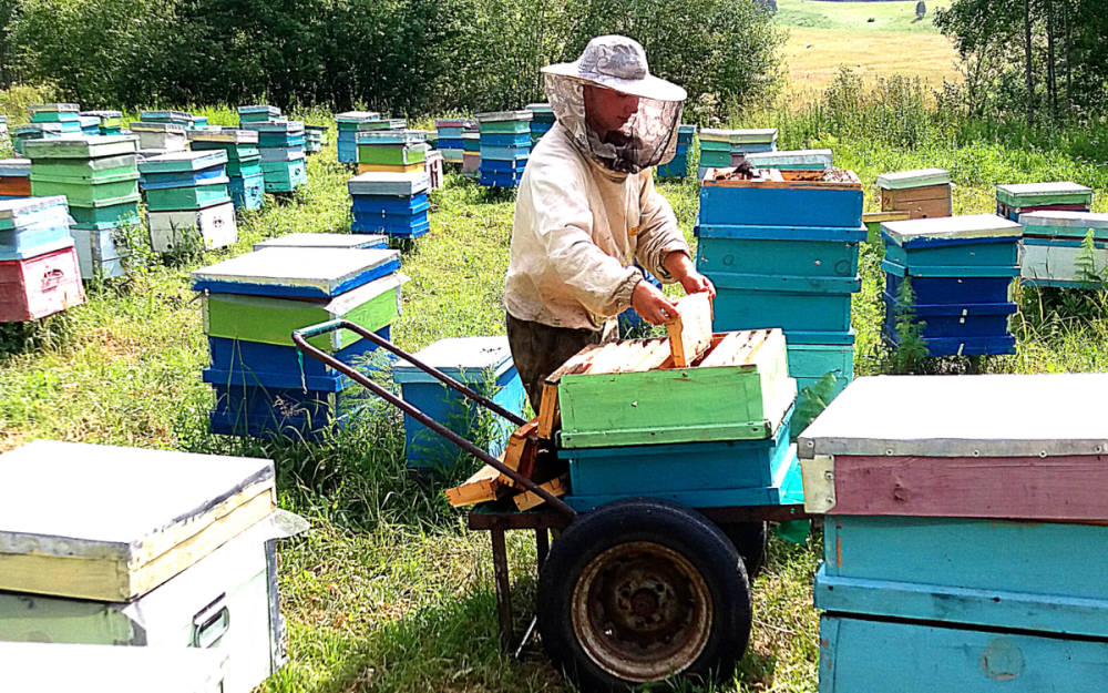 Пасека Садайло
