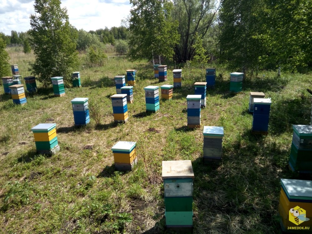 Анатолий Стрелец кочевая пасека