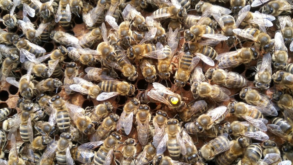 Пчела трутовка