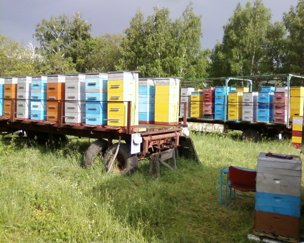 Пчелопавильон Ковчег