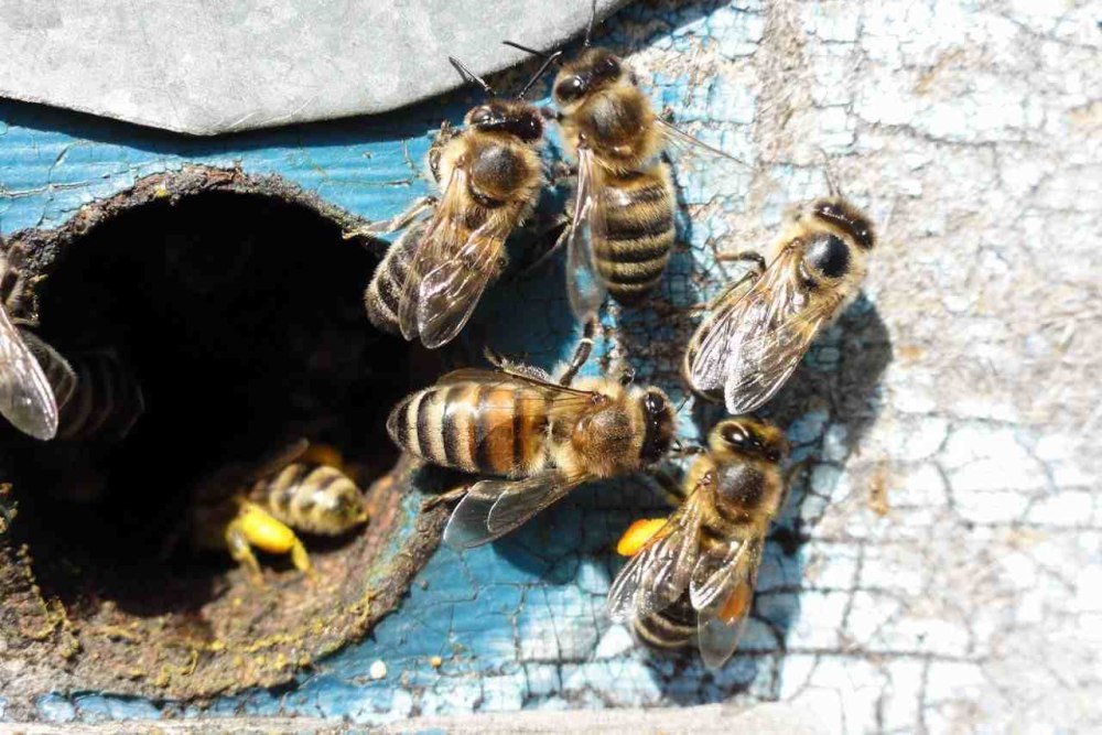 Пасечников Анапа