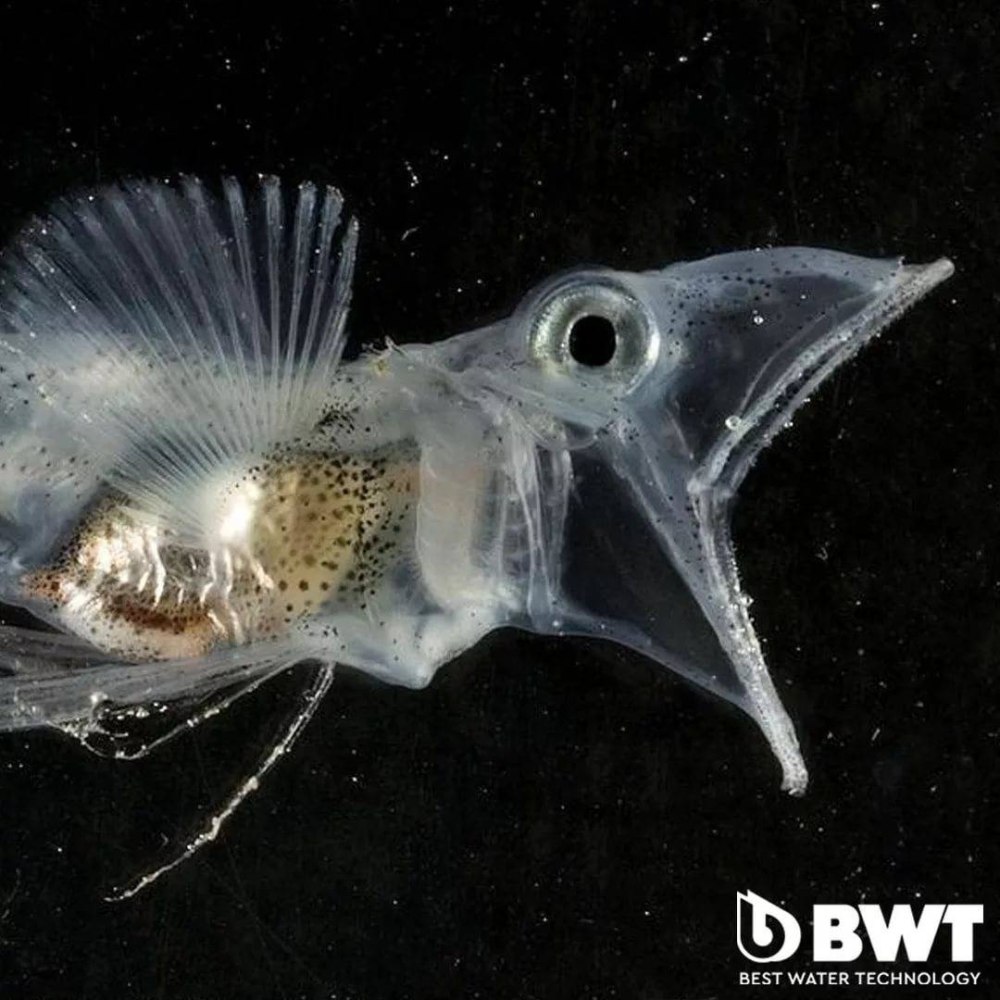 Chaenocephalus aceratus