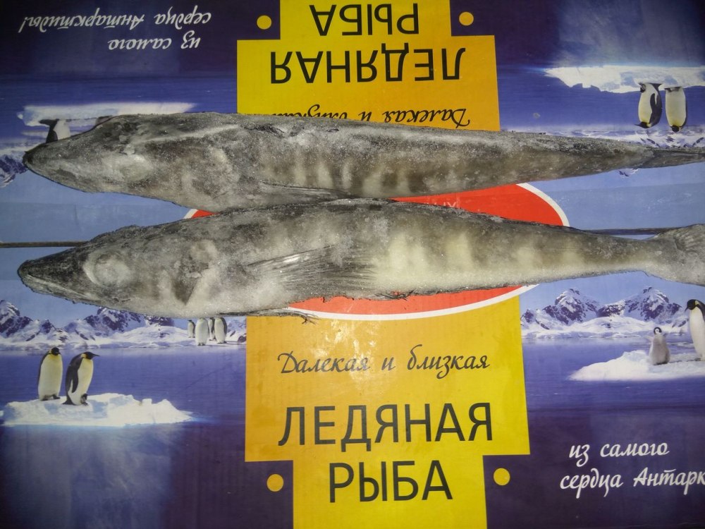 Ледяная рыба коробка