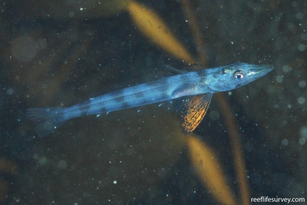 Champsocephalus фауна Южного океана
