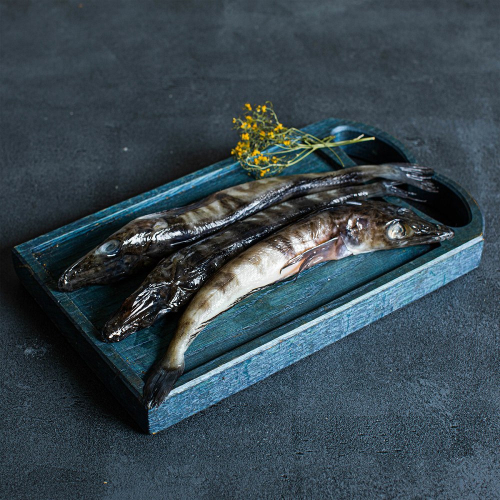 Ледяная рыба купить