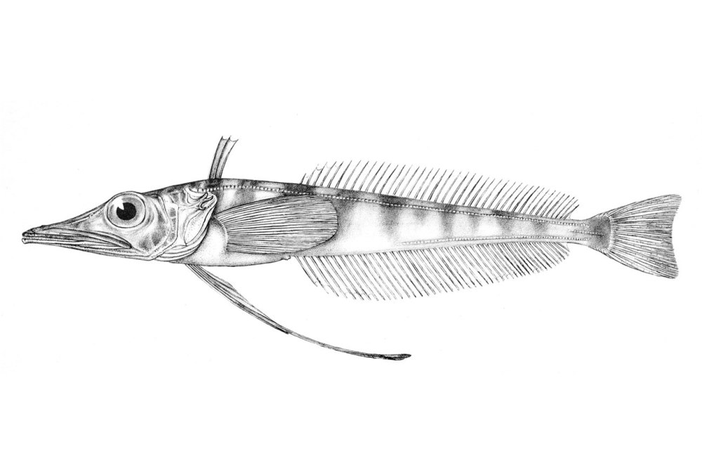 Chaenocephalus aceratus