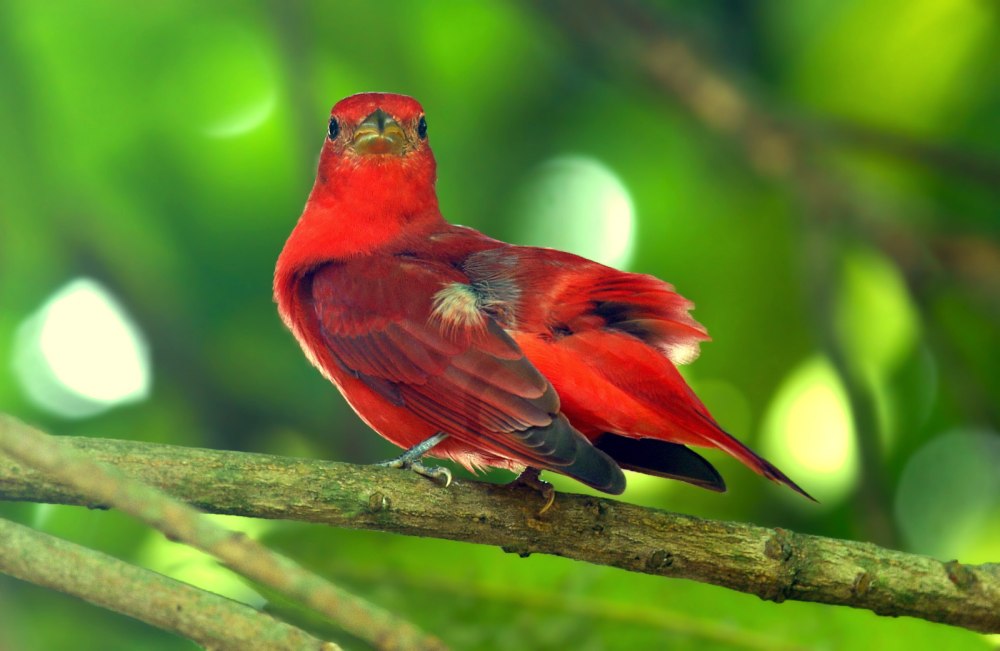 Piranga rubra