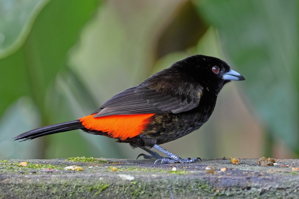 Ramphocelus dimidiatus